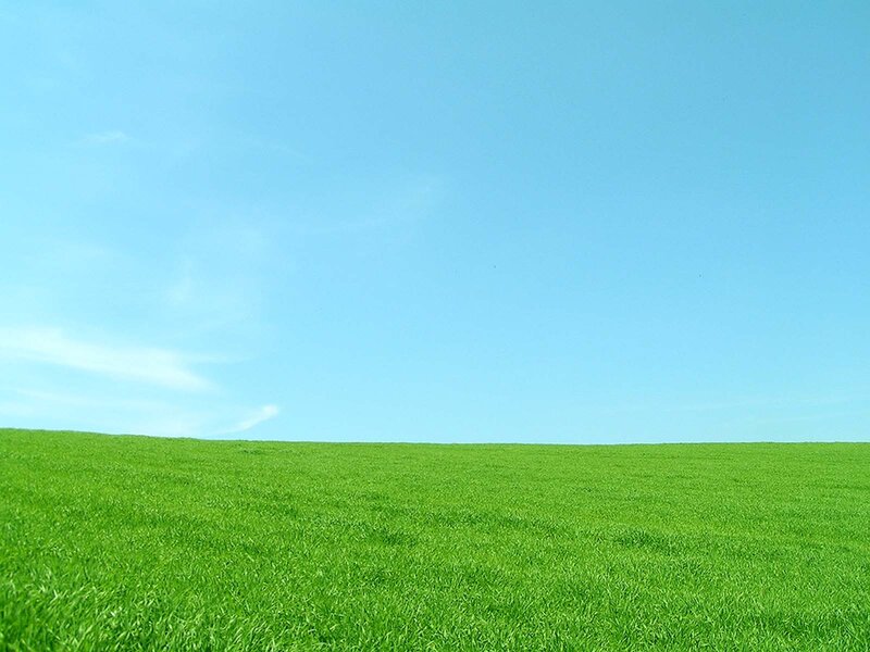 Green field under blue sky