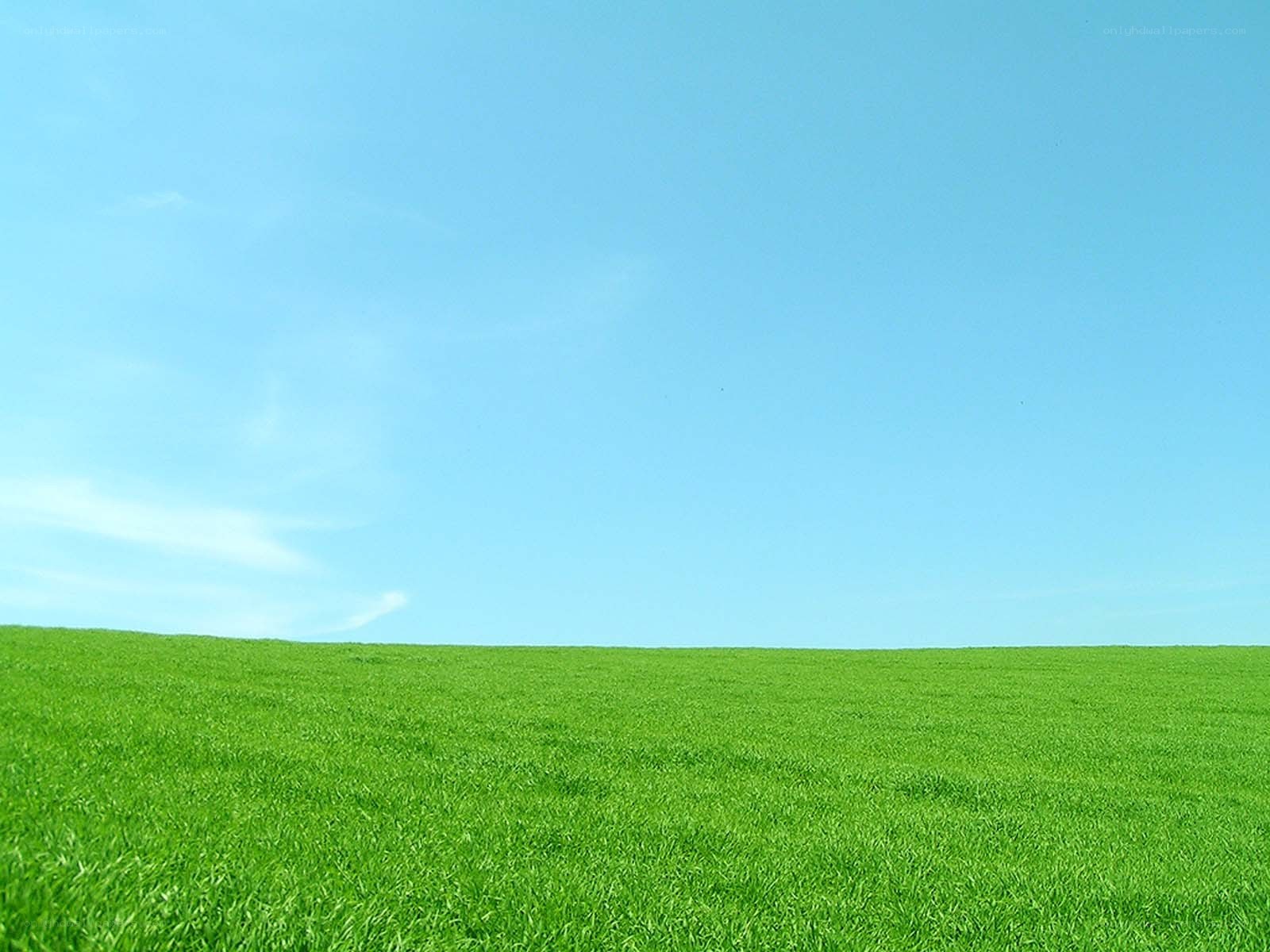 Green field under blue sky
