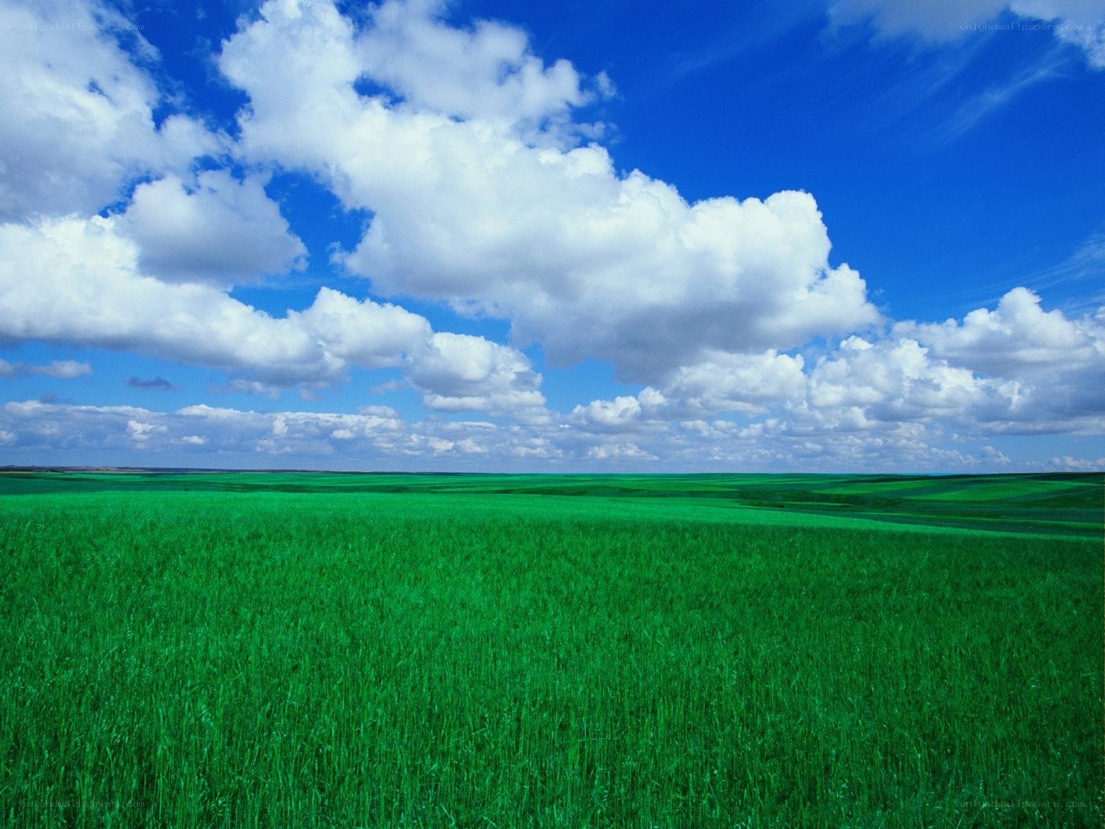 Green field under blue sky
