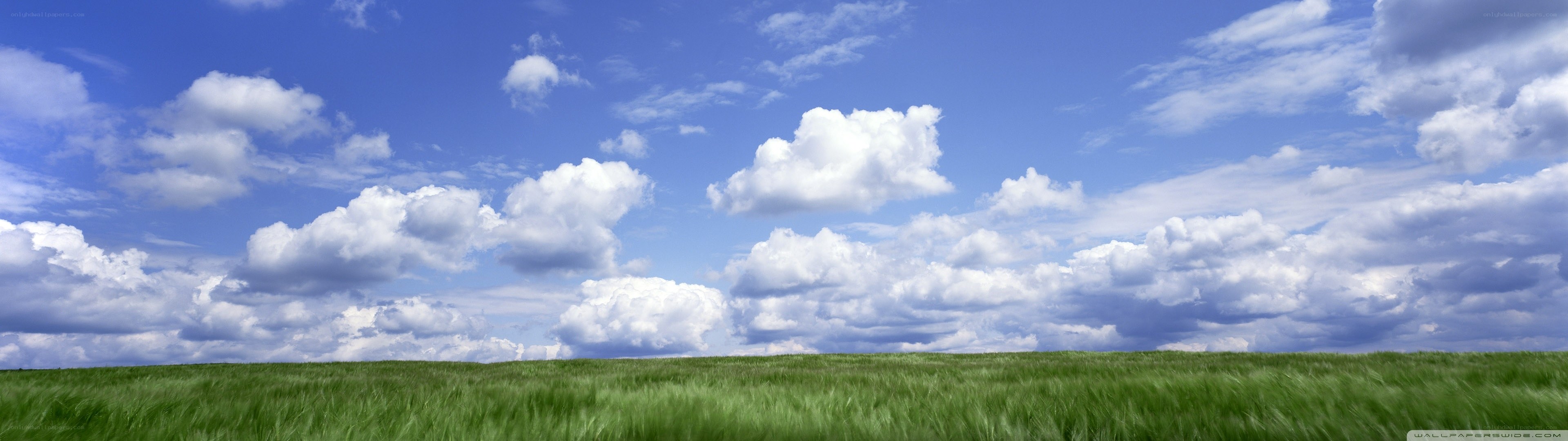Green field under blue sky