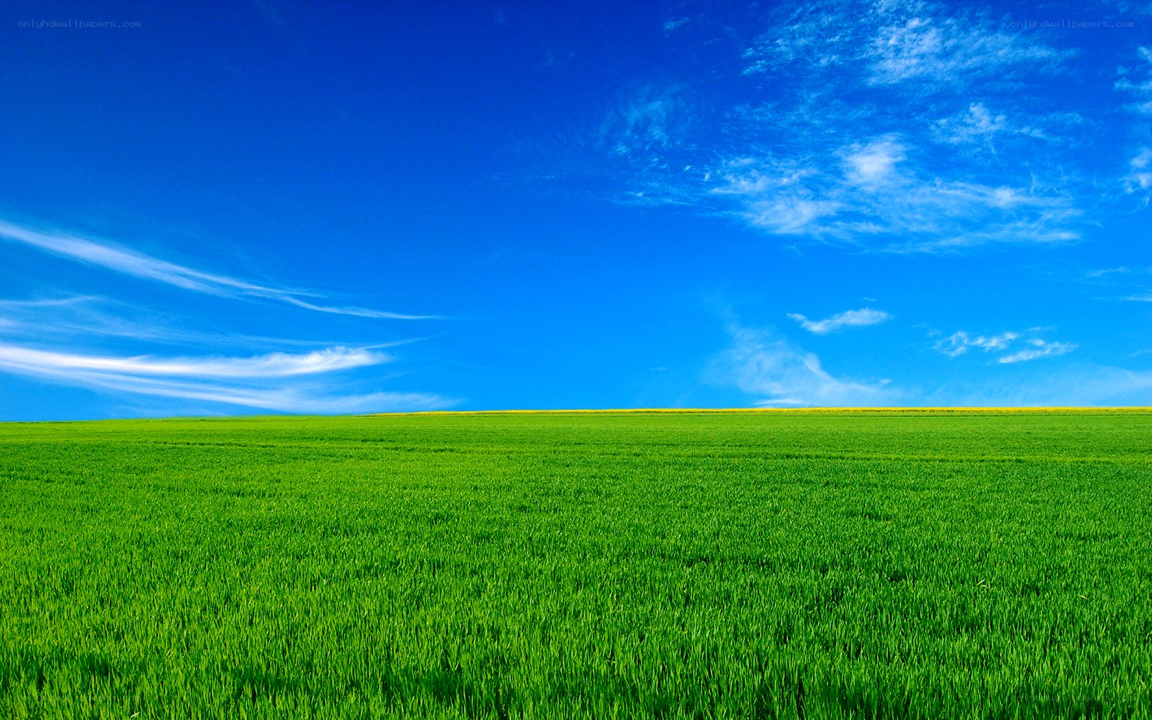 Green field under blue sky