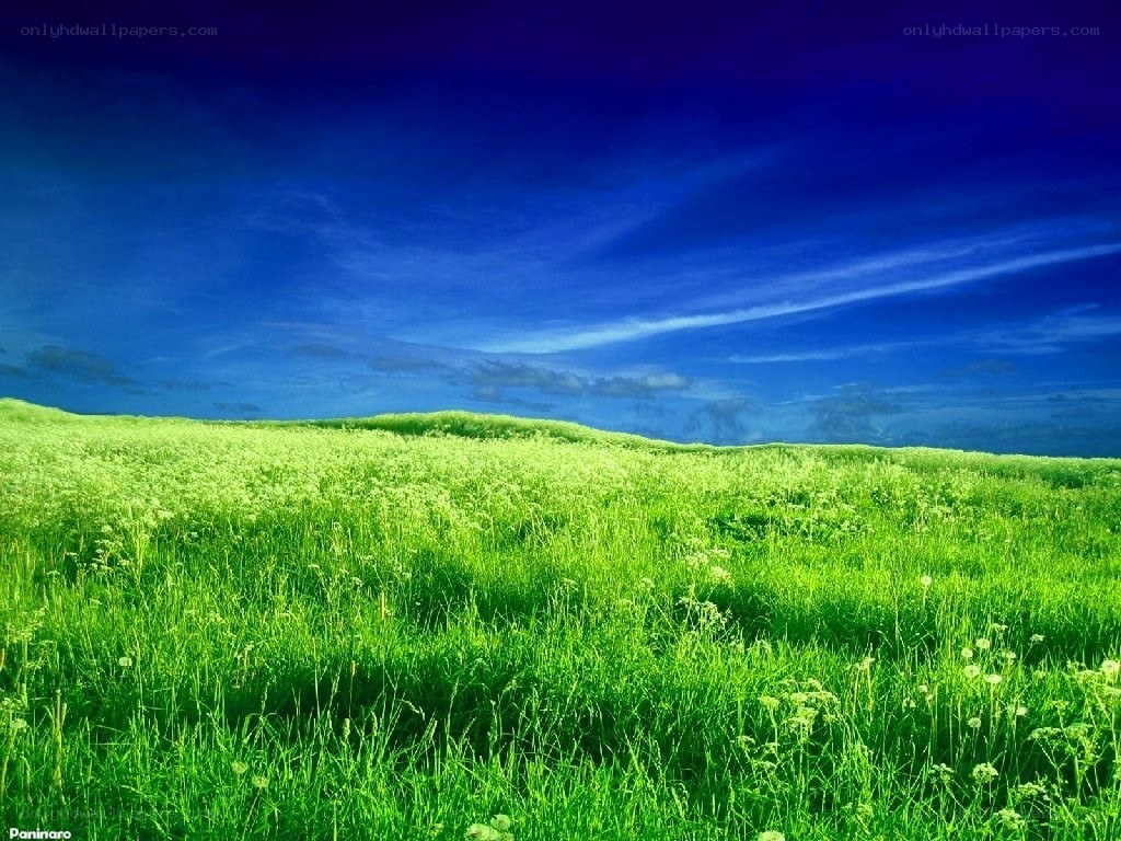 Green field under blue sky