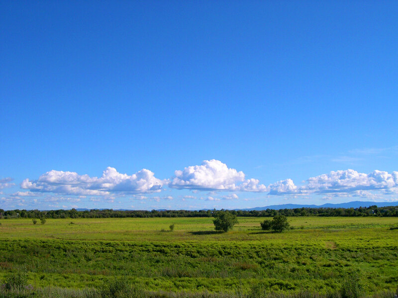 Green field under blue sky