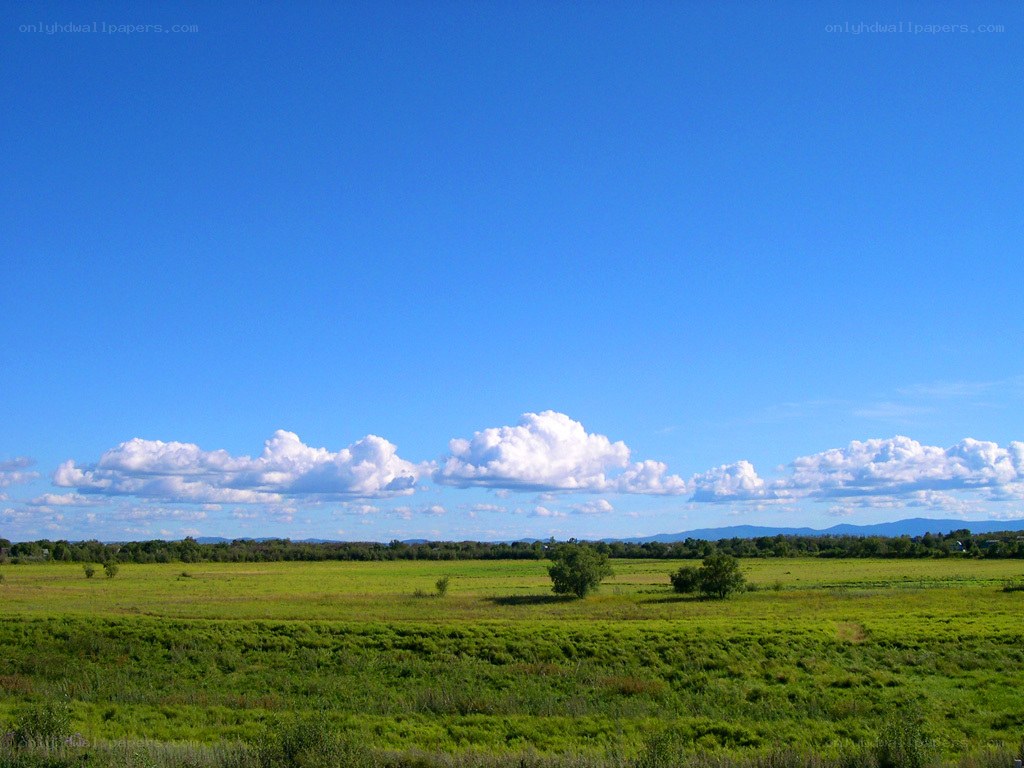Green field under blue sky