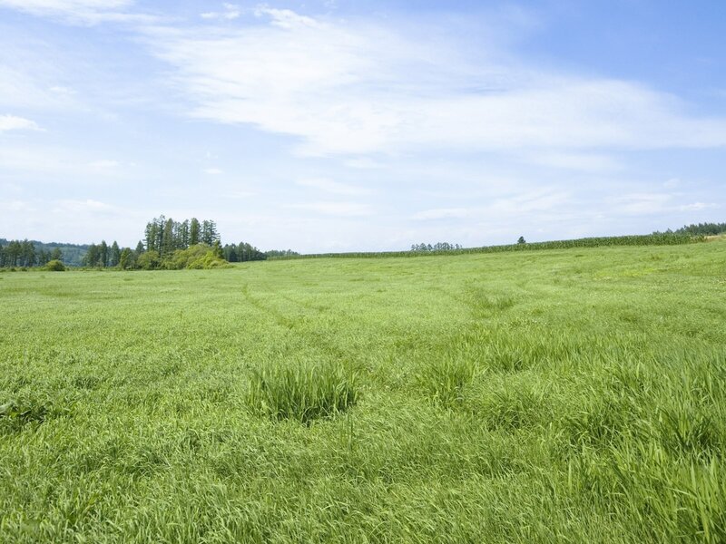 Green field under blue sky