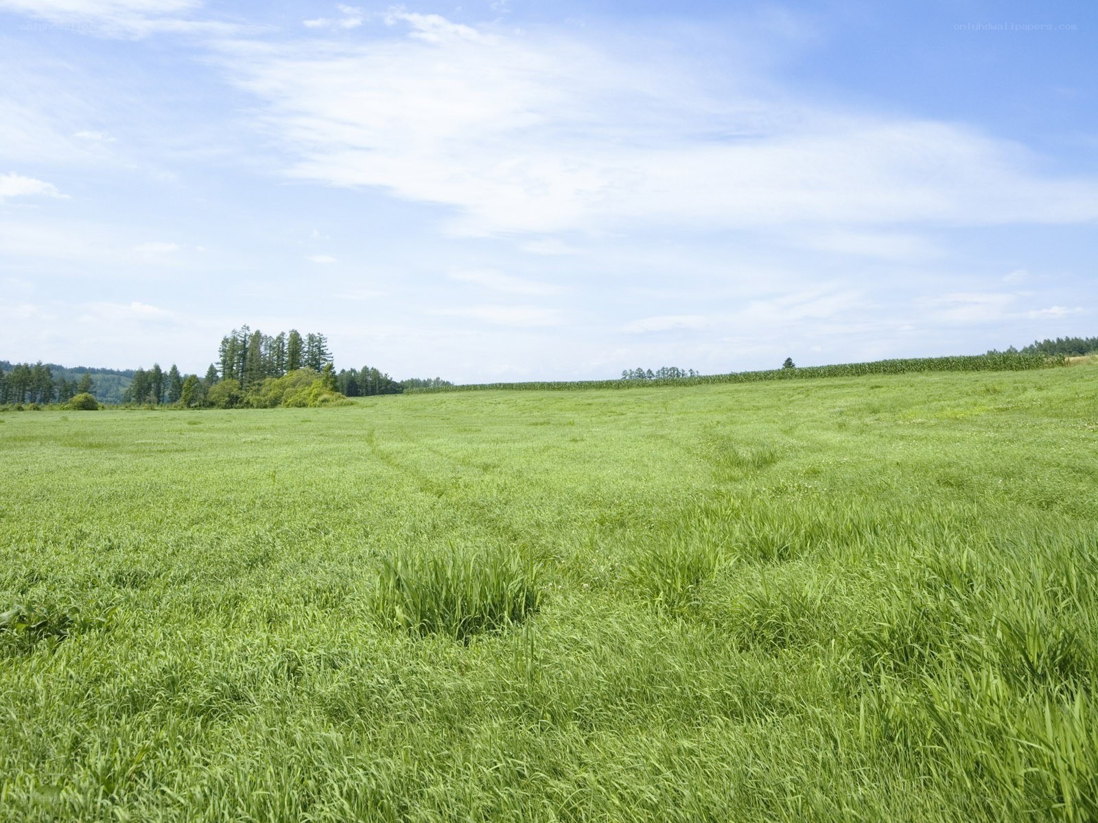 Green field under blue sky