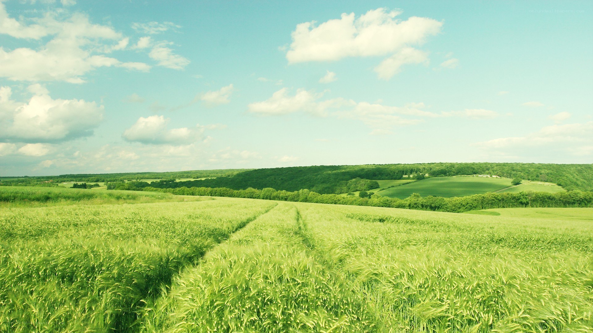 Green field under blue sky