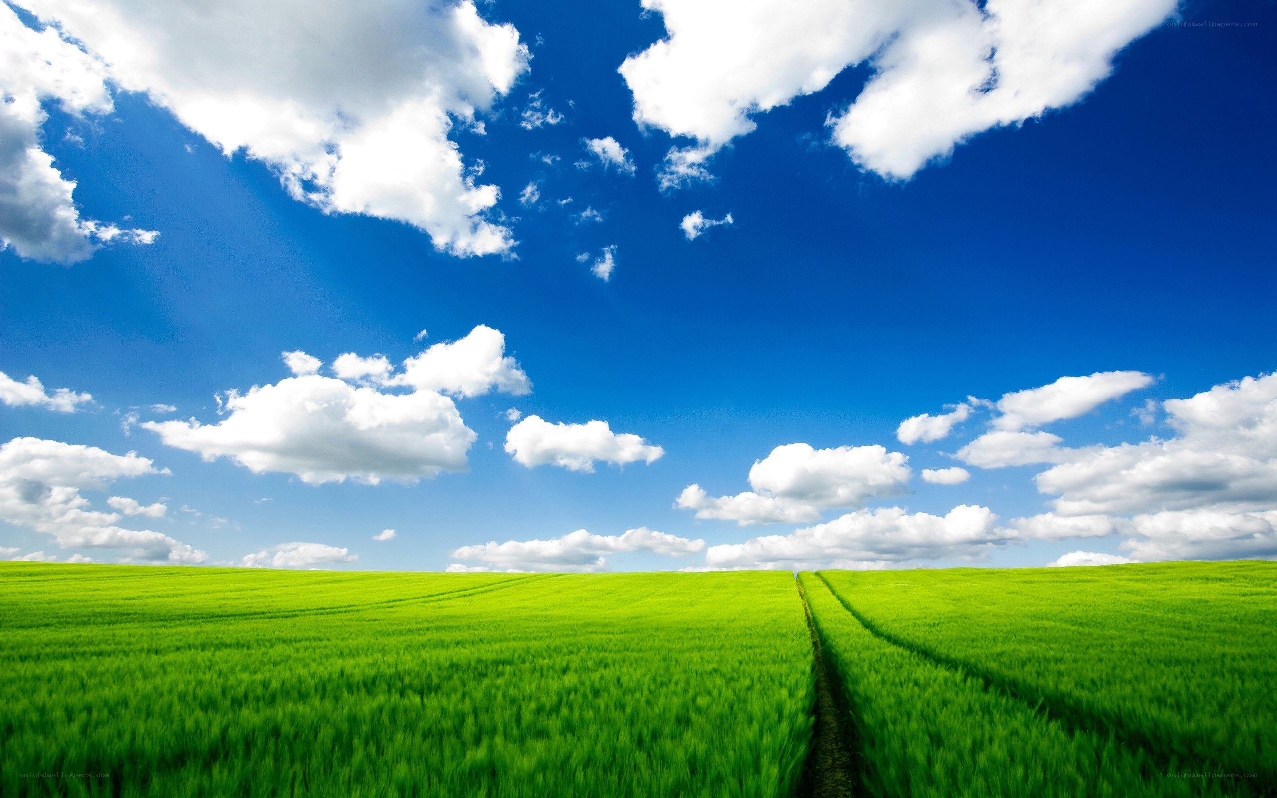 Green field under blue sky
