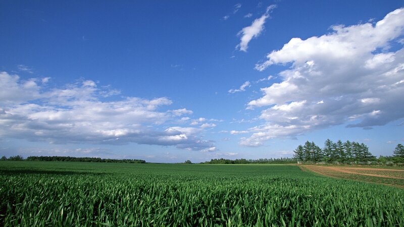 Green Field under Blue Sky — Photograph, Trees