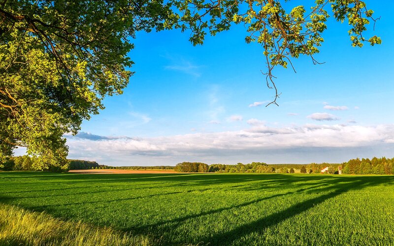 Green Field under Blue Sky — Serene, Afternoon, Photograph, Tree