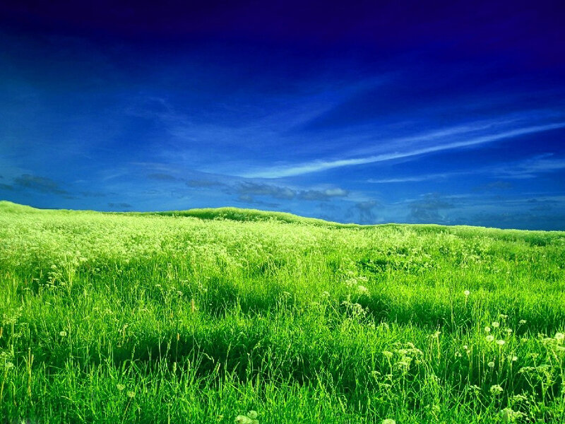 Green Field under Blue Sky — Serene, Grass