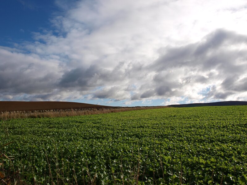 Green field under cloudy sky