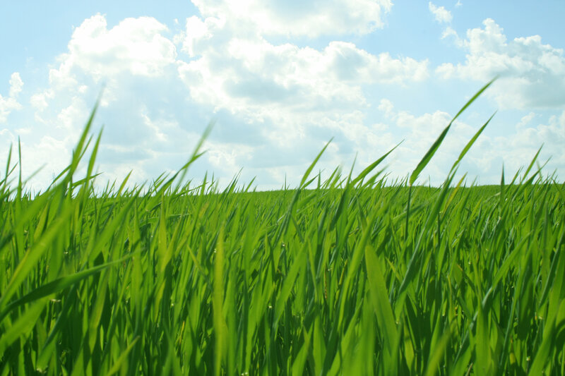 Green field under cloudy sky