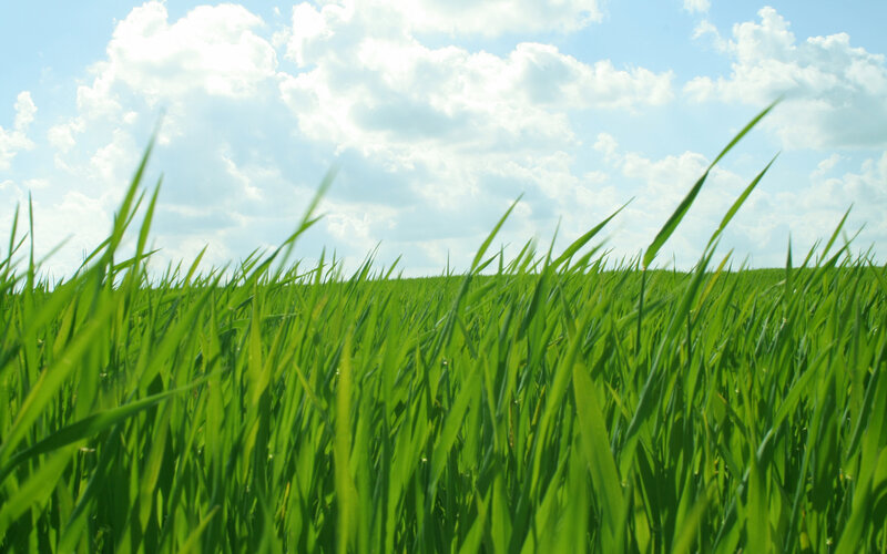 Green field under cloudy sky