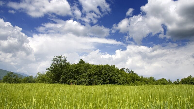 Green field under cloudy sky