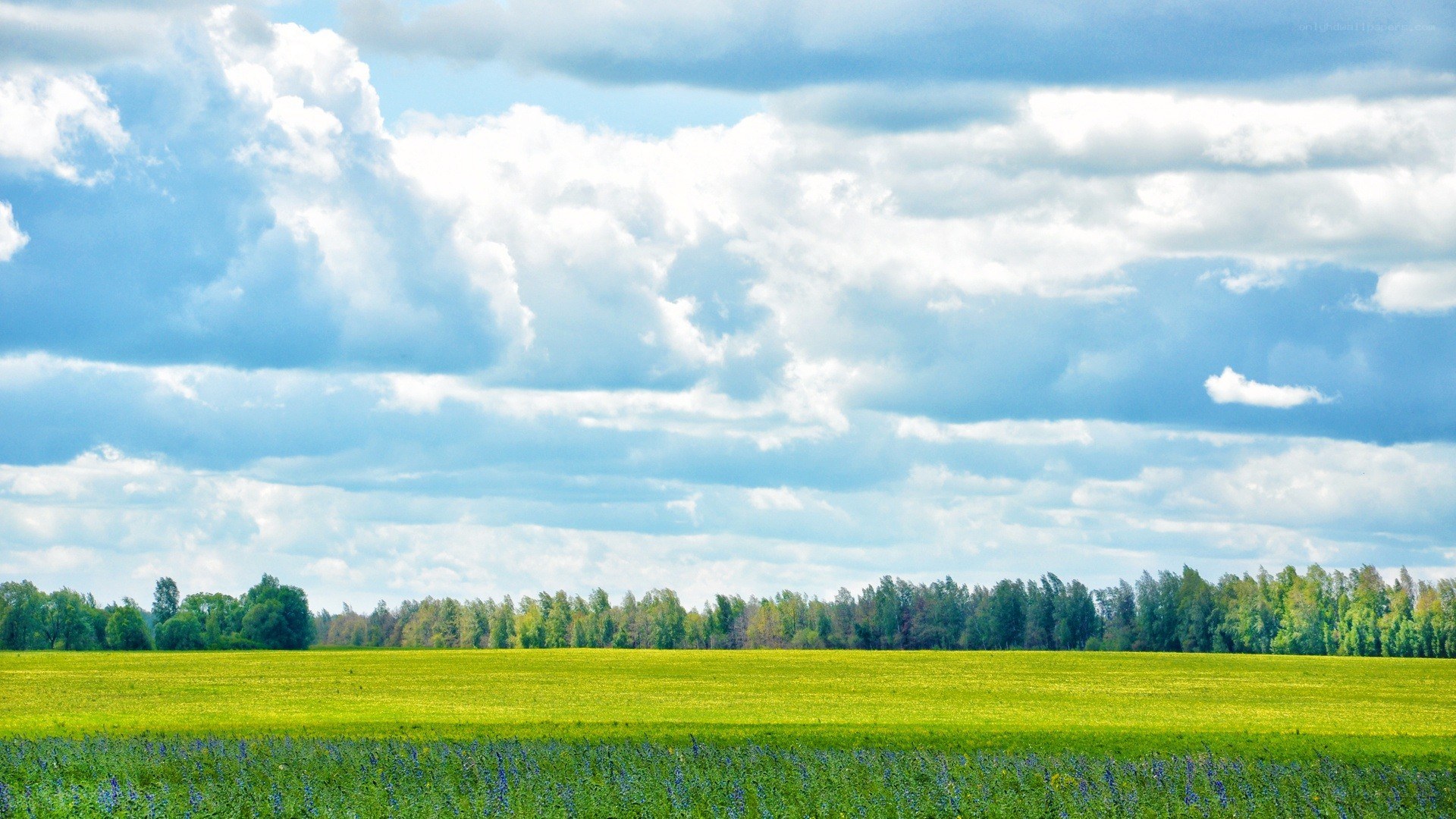 Green field under cloudy sky