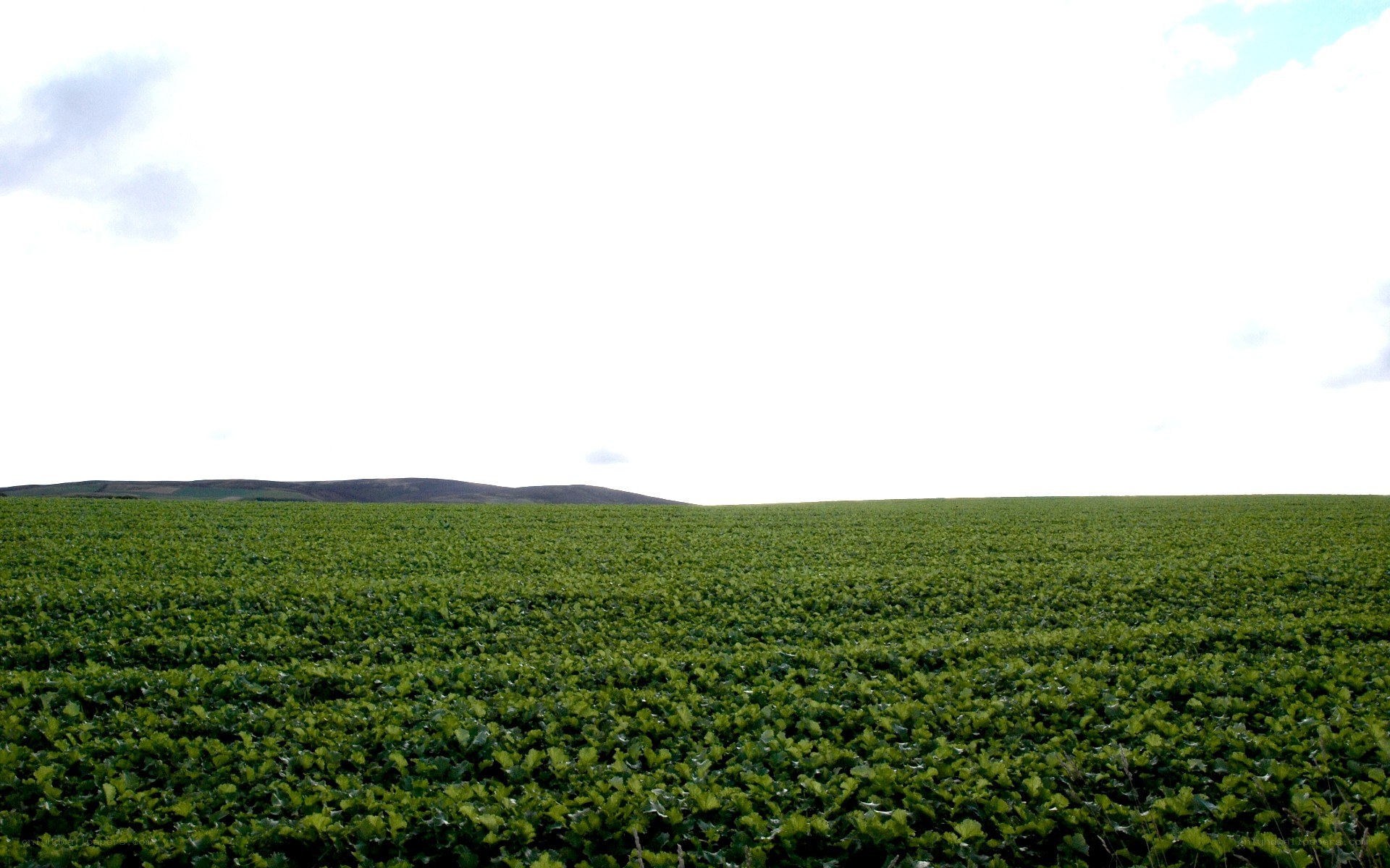 Green field under cloudy sky