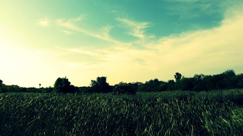 green field under cloudy sky