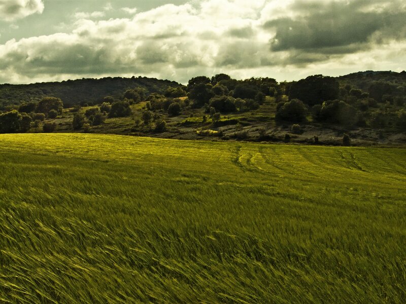 Green field under cloudy sky