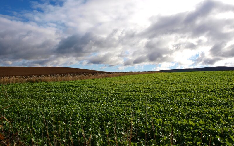 Green Field under Cloudy Sky — Dramatic, Afternoon, Photograph, Clouds, Stone Wall