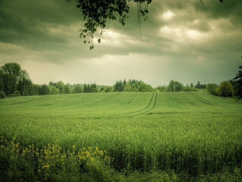 Green Field under Cloudy Sky — Dramatic, Afternoon, Photograph, Trees, Clouds, Branches