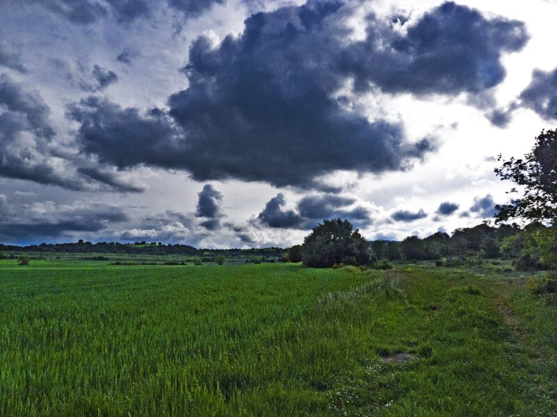 Green Field under Storm Clouds — Dramatic, Afternoon, Photograph, Trees, Gray