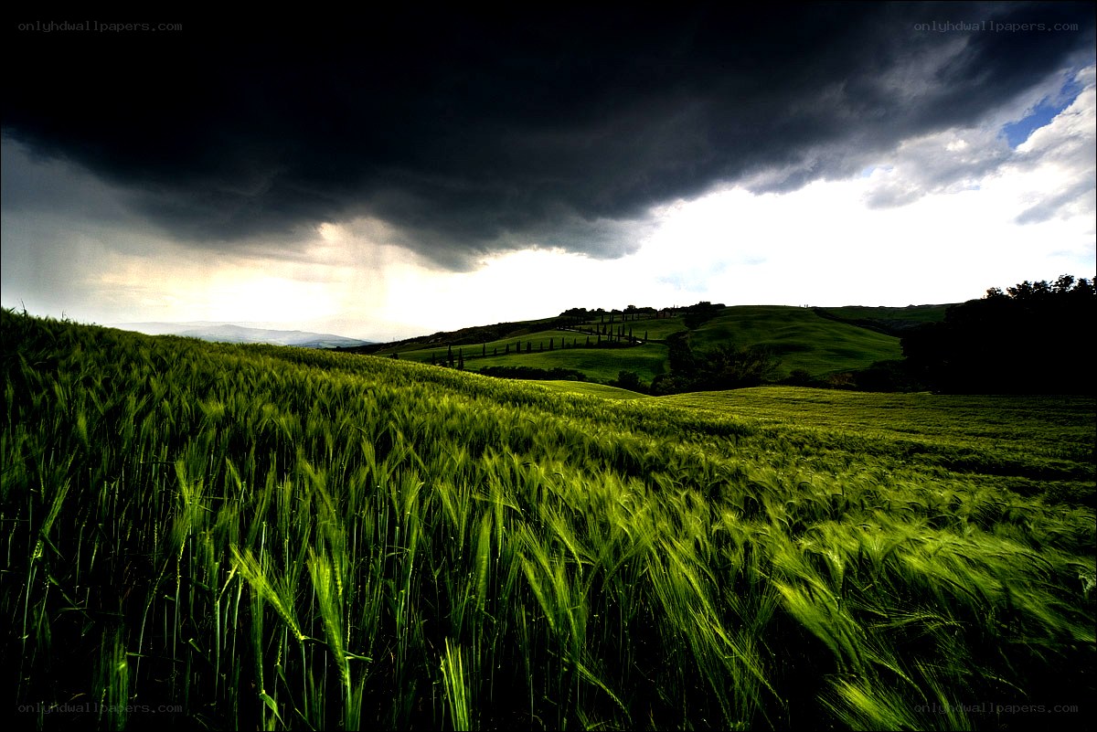 Green field under stormy sky
