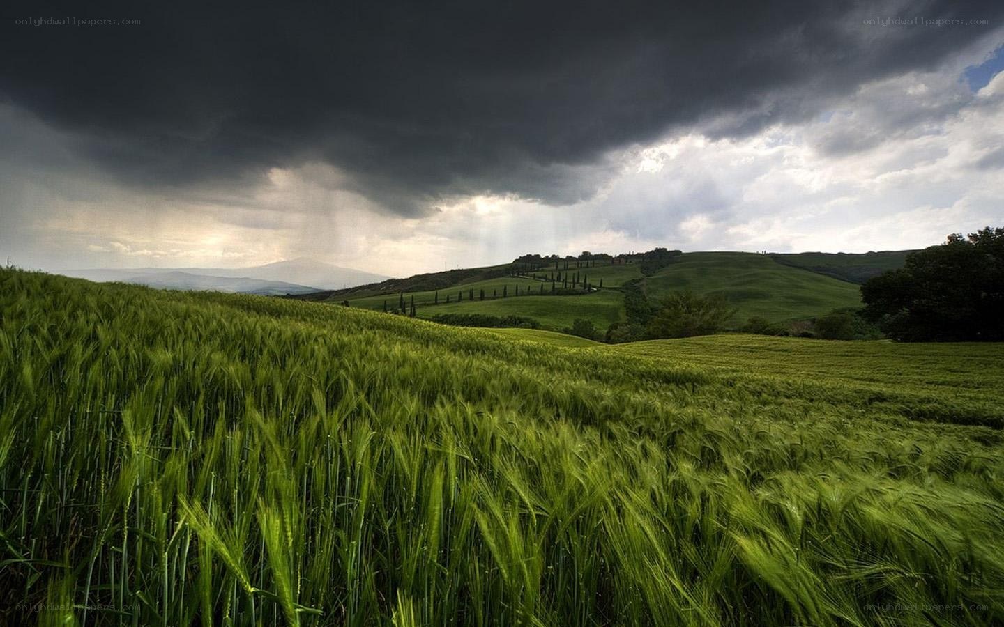 Green field under stormy sky