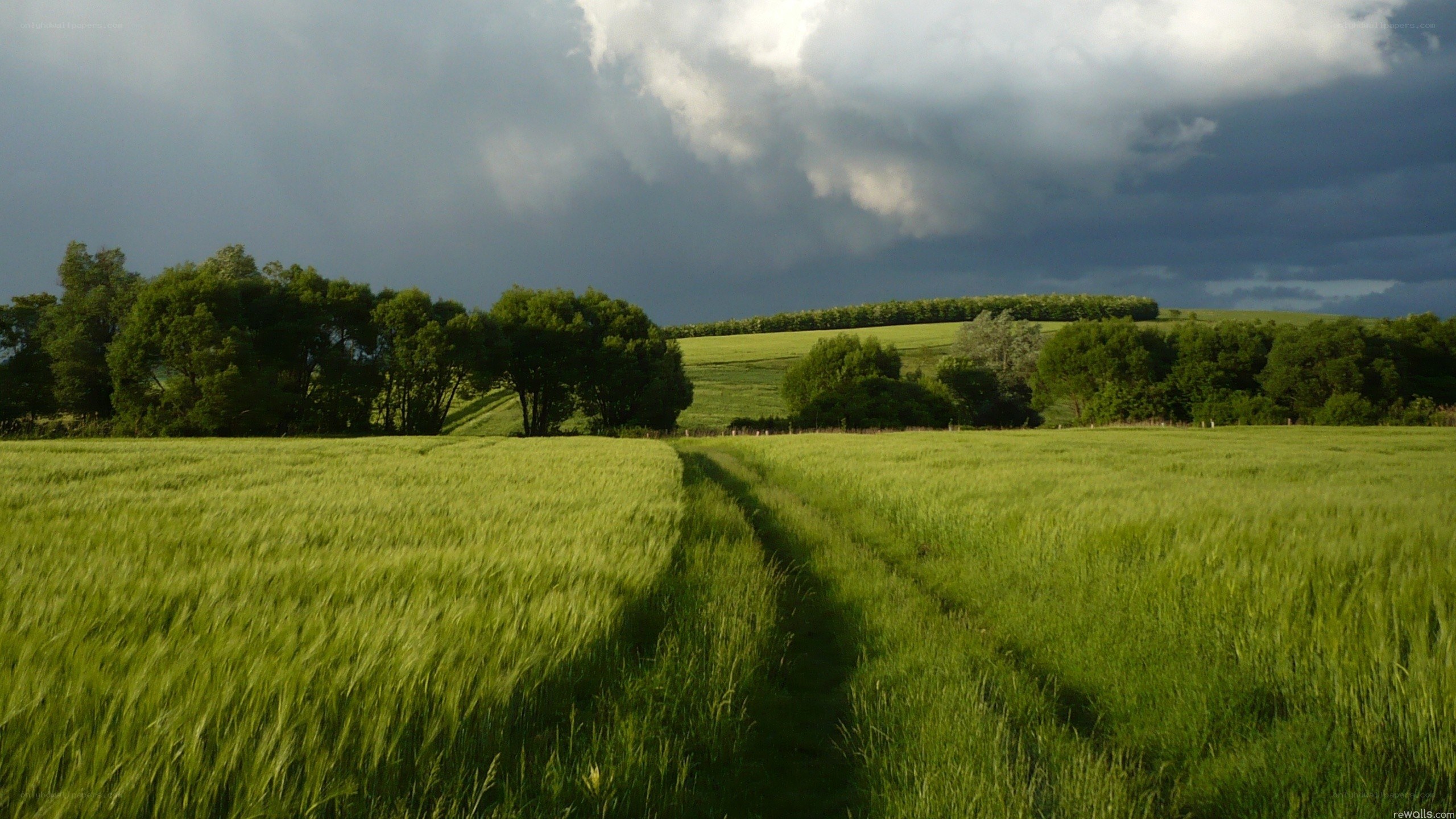 Green field under stormy sky