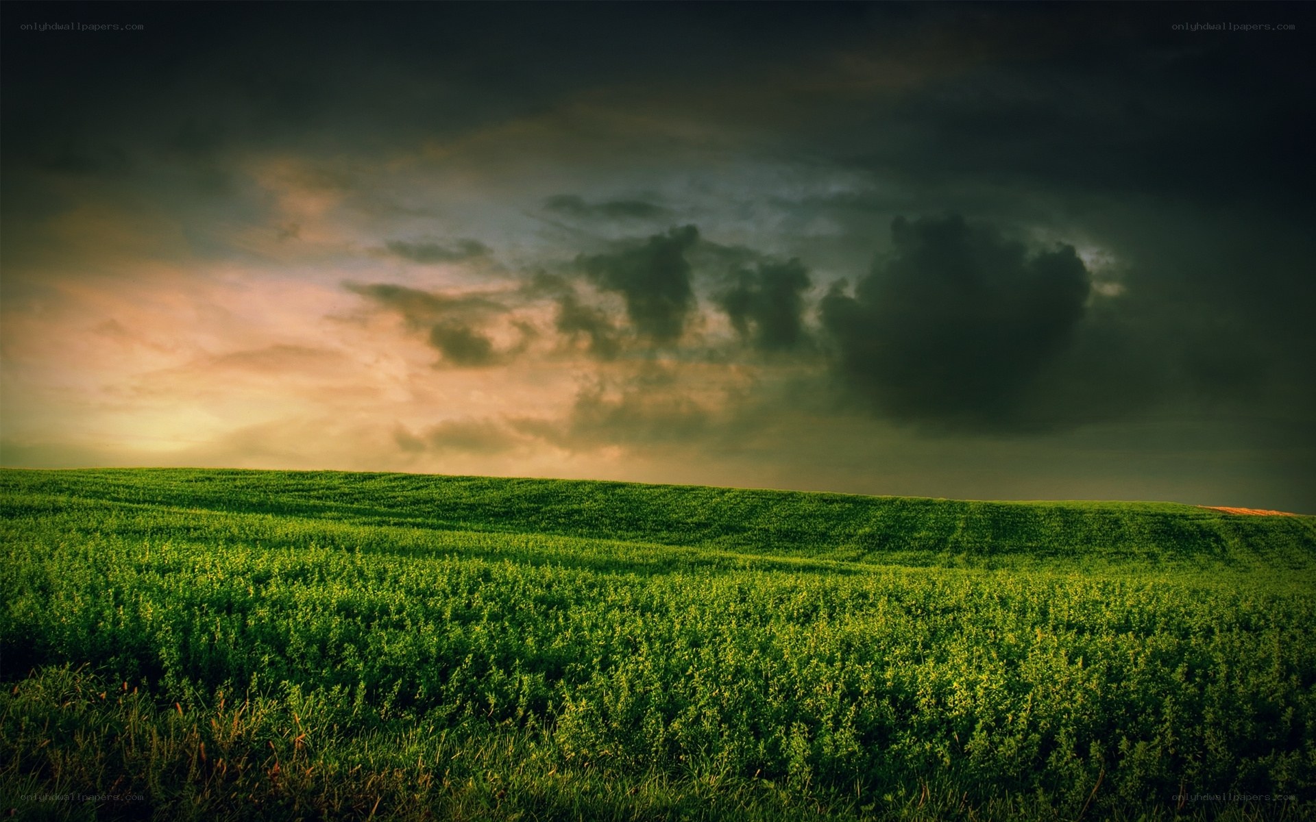 Green field under stormy sky