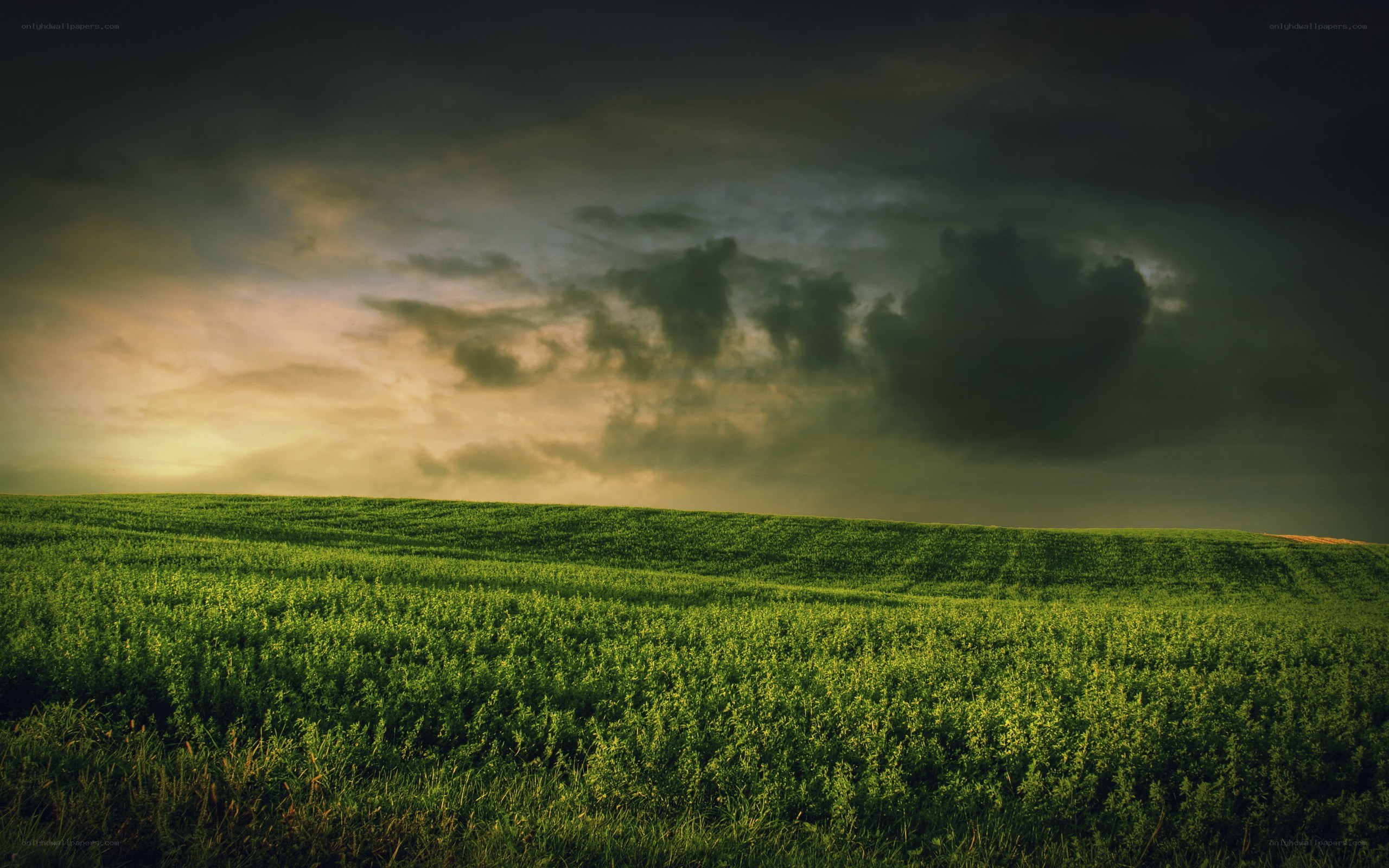 Green field under stormy sky