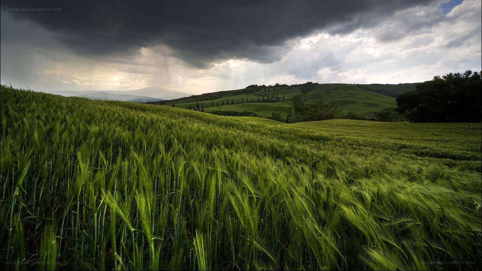 Green field under stormy sky