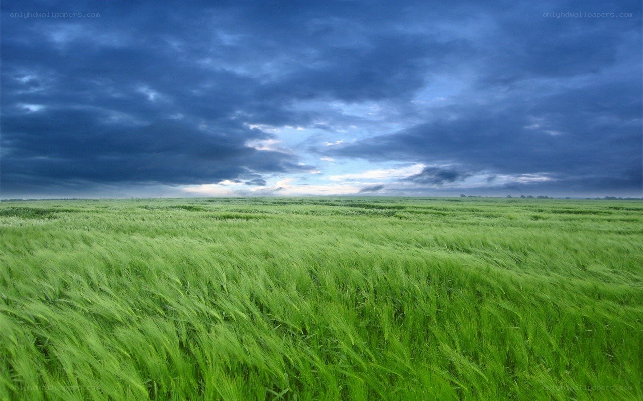 Green field under stormy sky