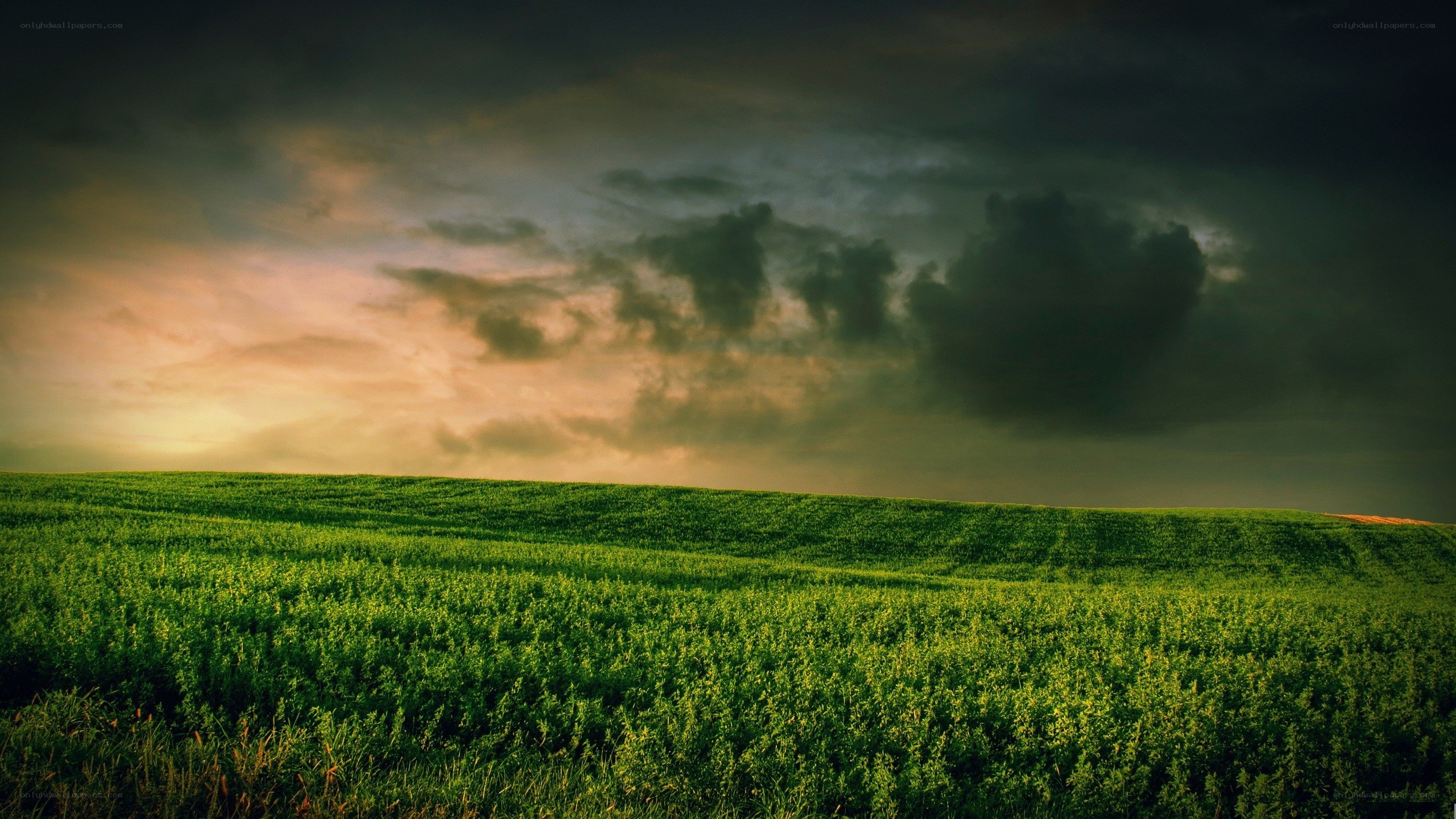 Green field under stormy sky