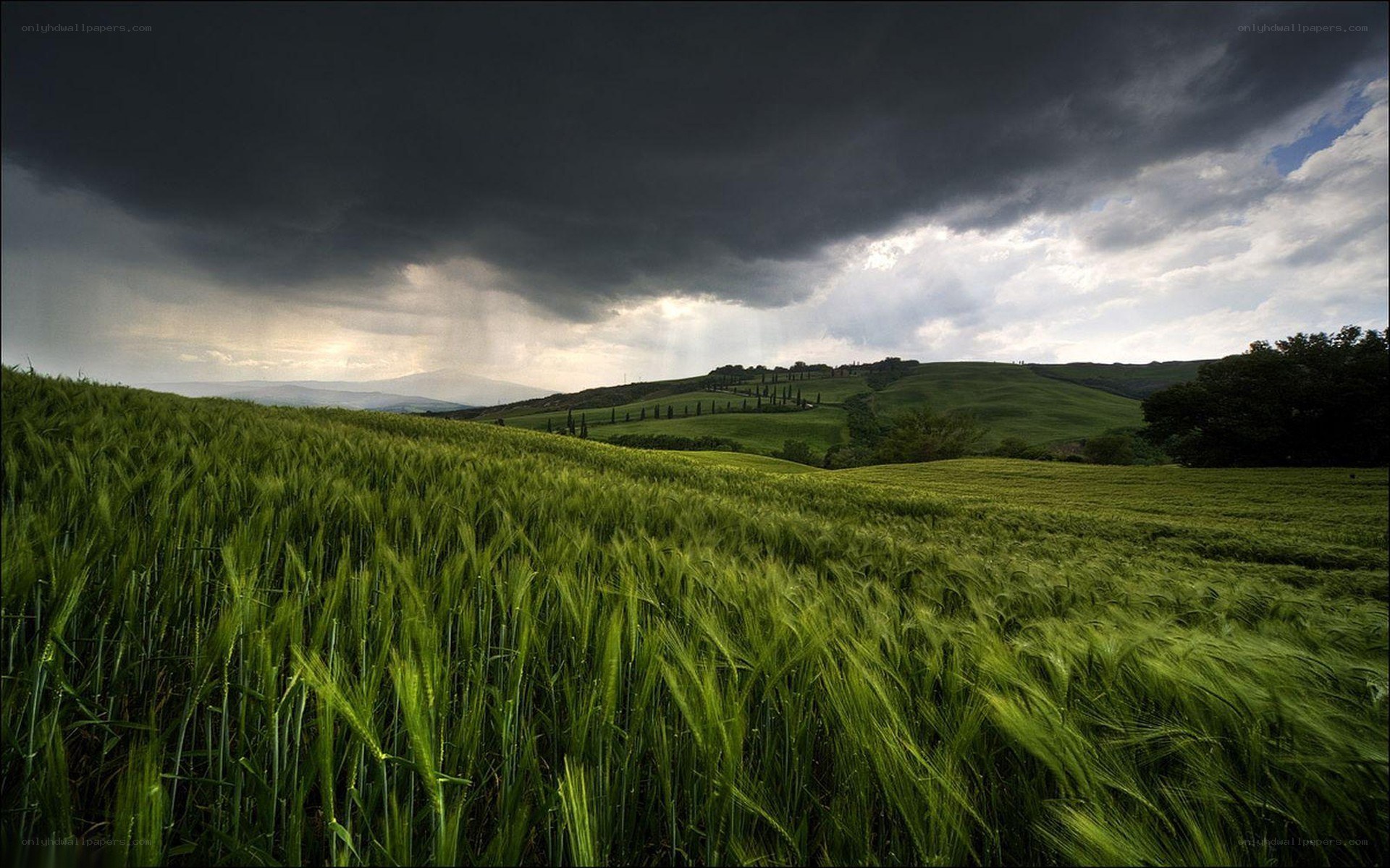 Green field under stormy sky