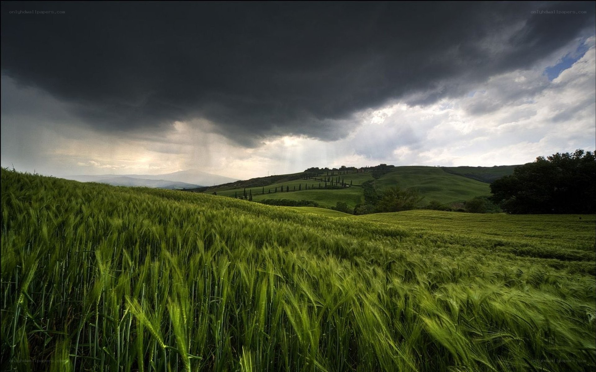 Green field under stormy sky