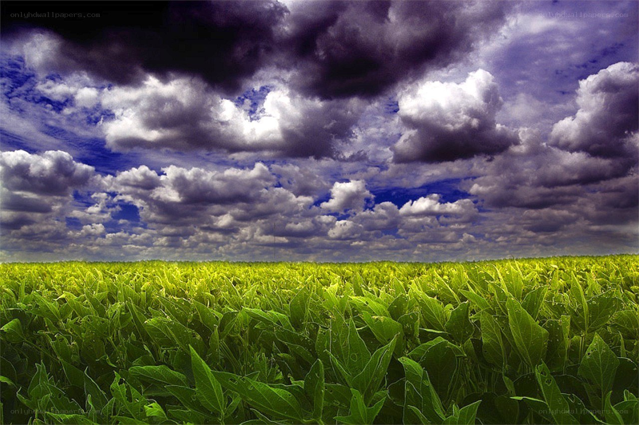 Green field under stormy sky
