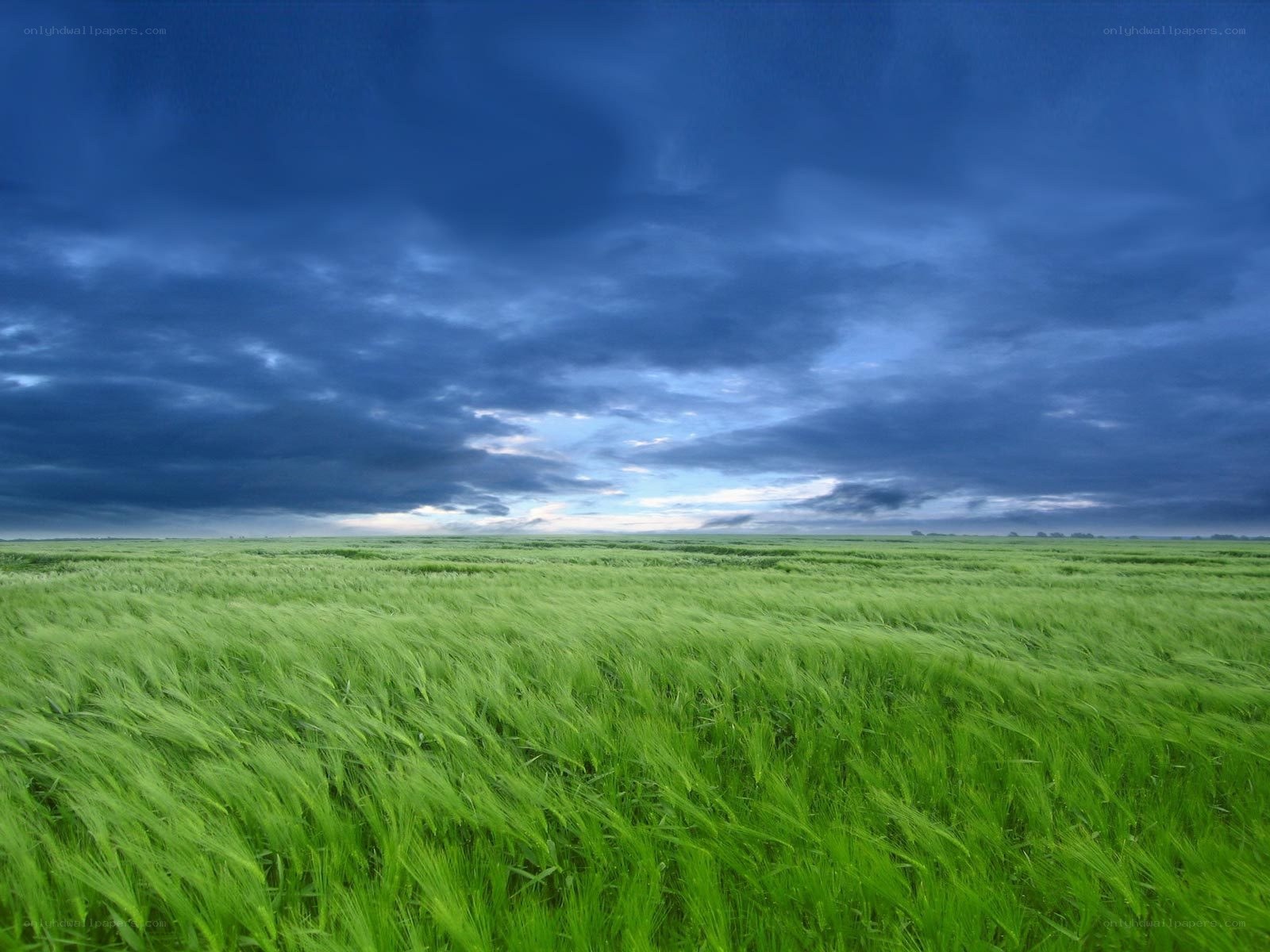 Green field under stormy sky