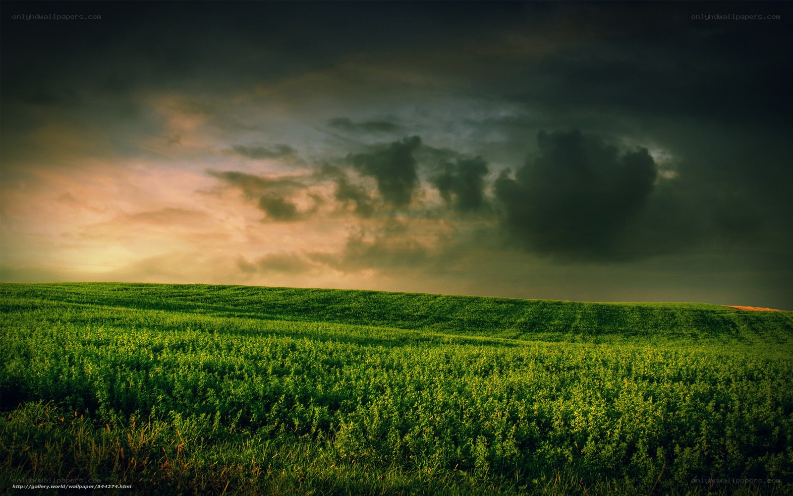 Green Field Under Stormy Sky