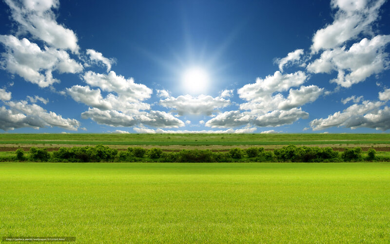 Green field under sunny sky