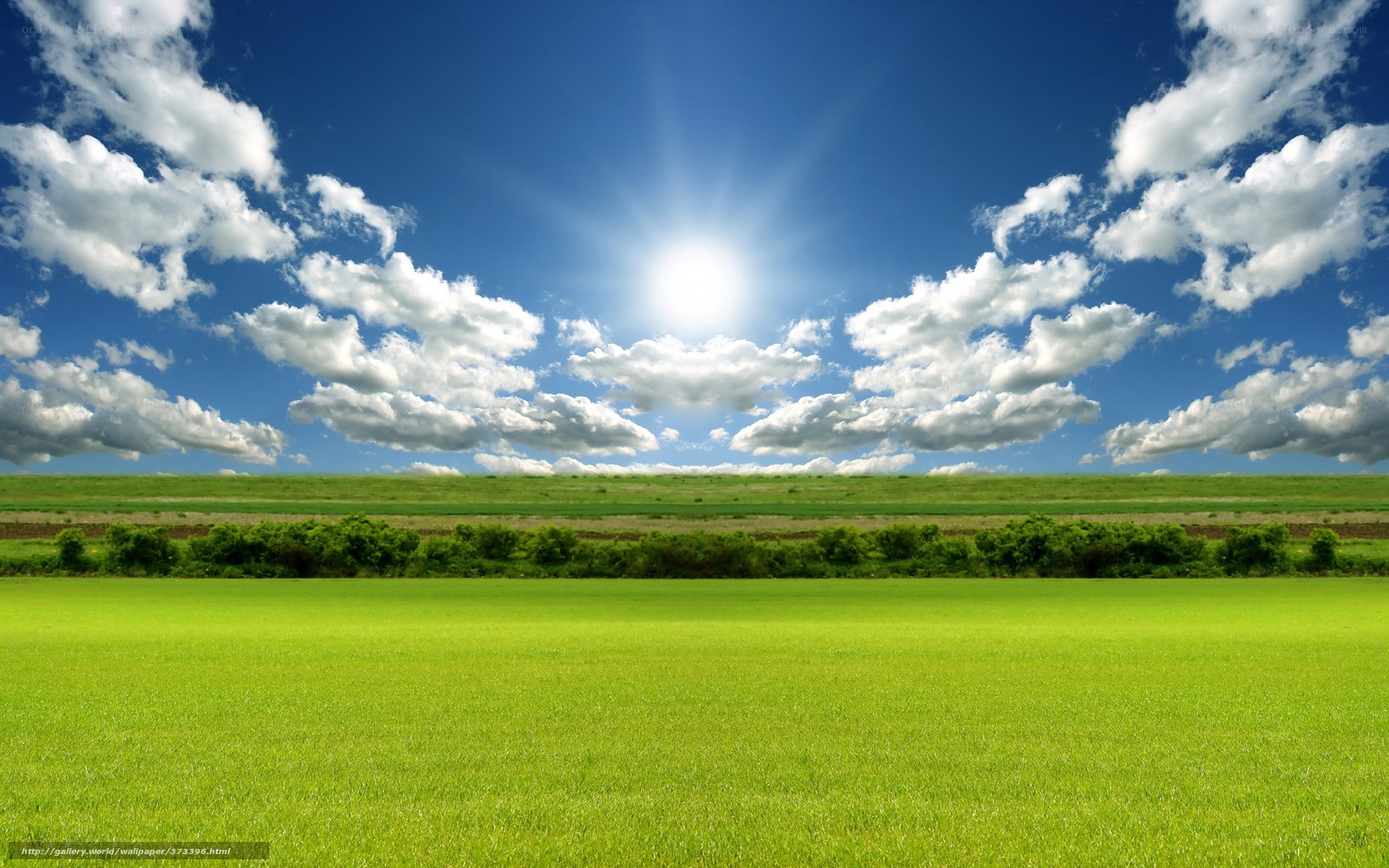 Green field under sunny sky