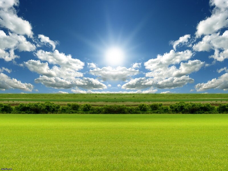Green field under sunny sky