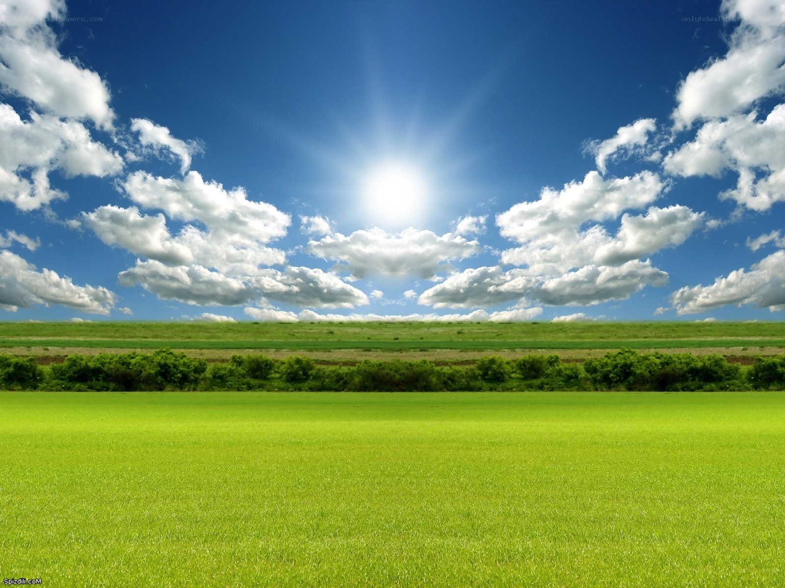 Green field under sunny sky