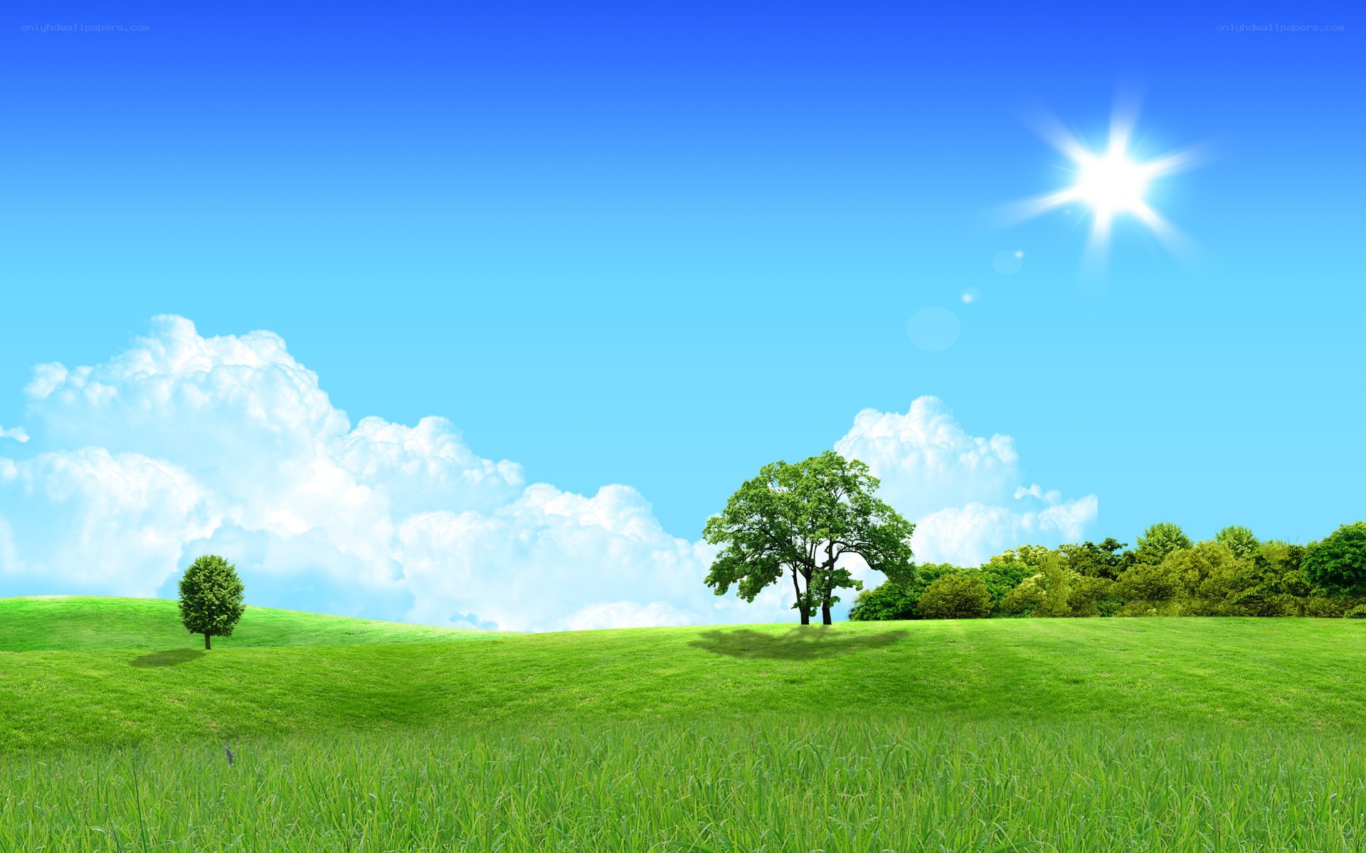 Green field under sunny sky