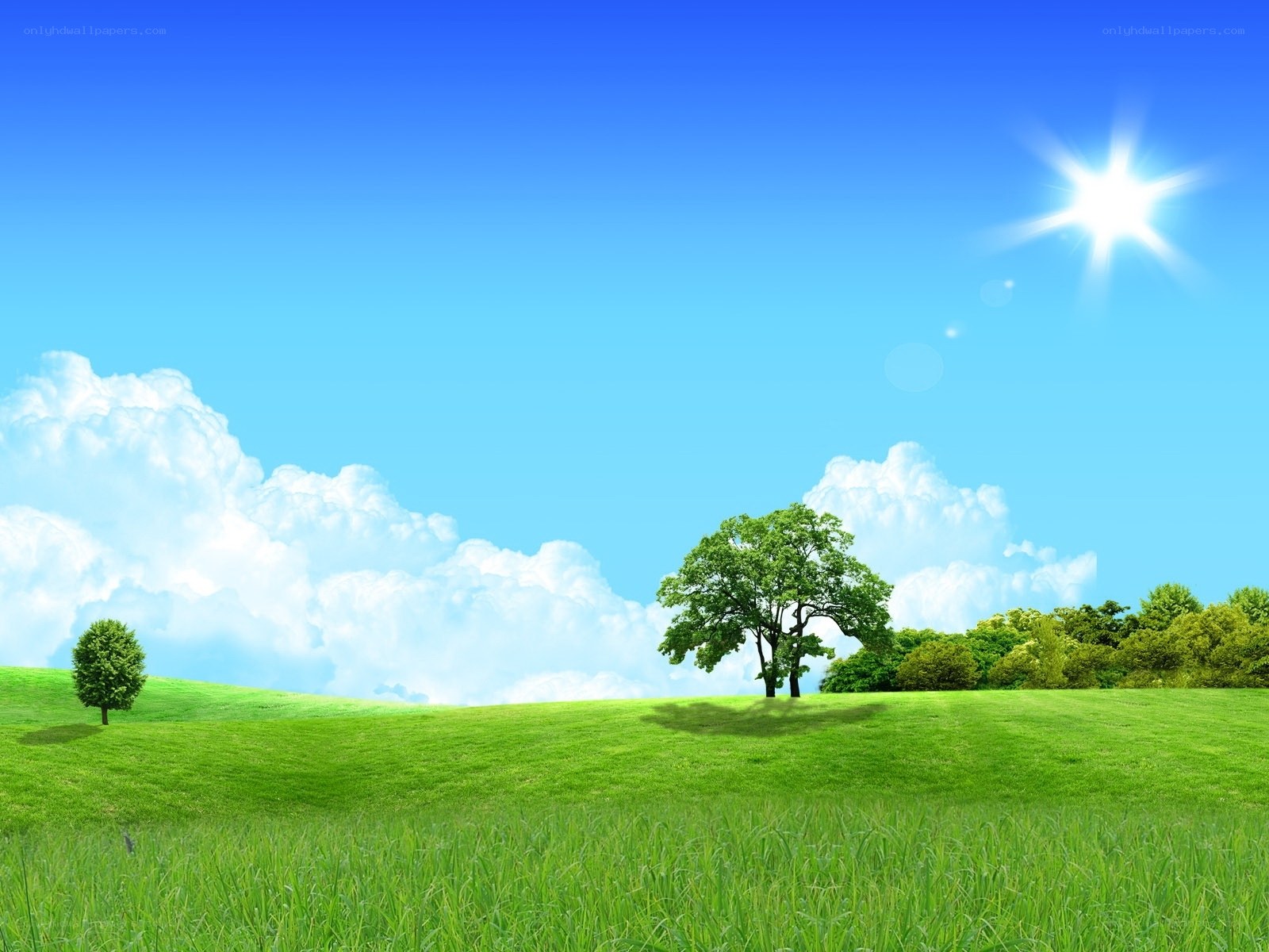 Green field under sunny sky