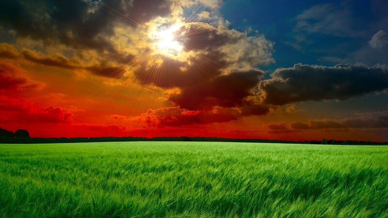 Green Field under Sunset — Dramatic