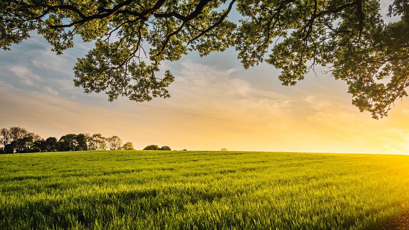 Green Field under Tree — Serene