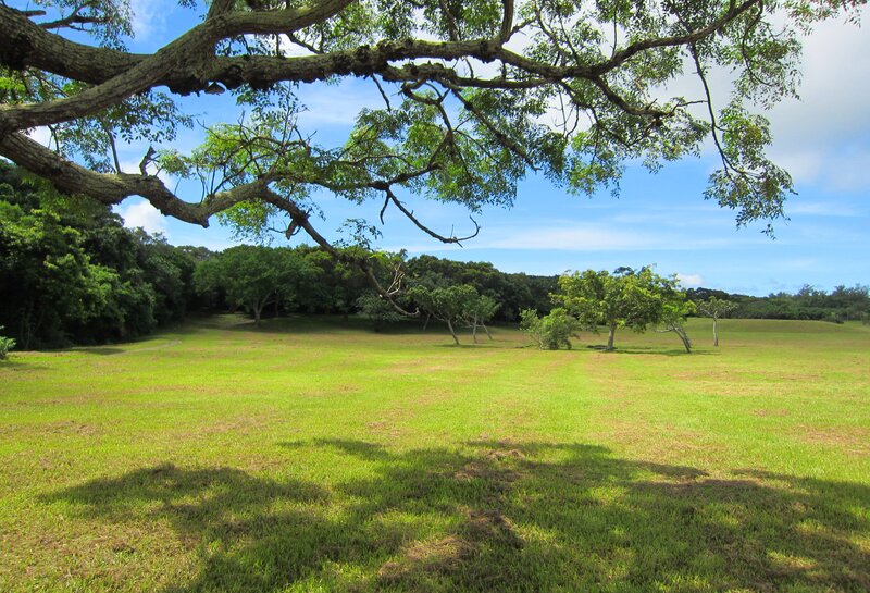 Green Field under Tree
