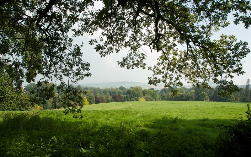 Green field view from under trees