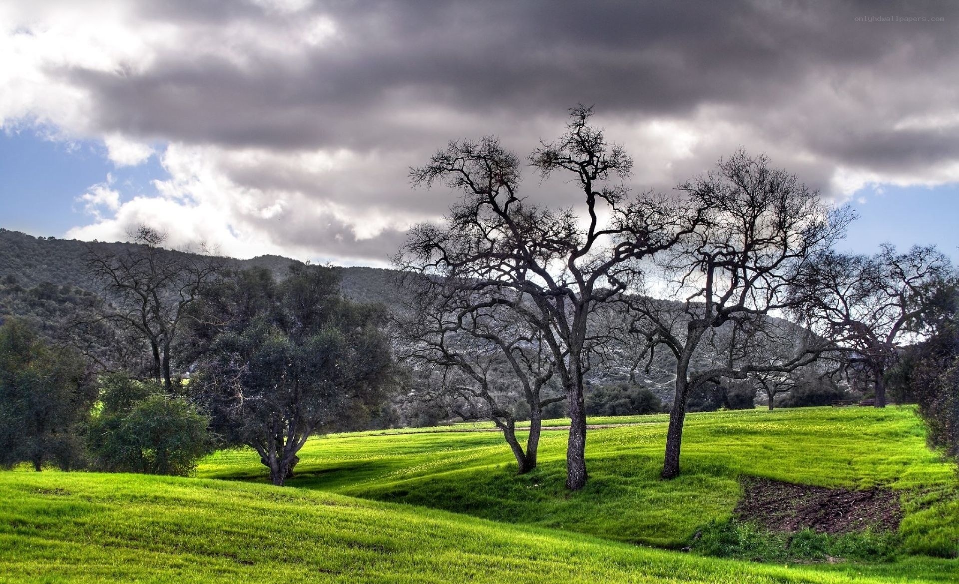 Green field with bare trees